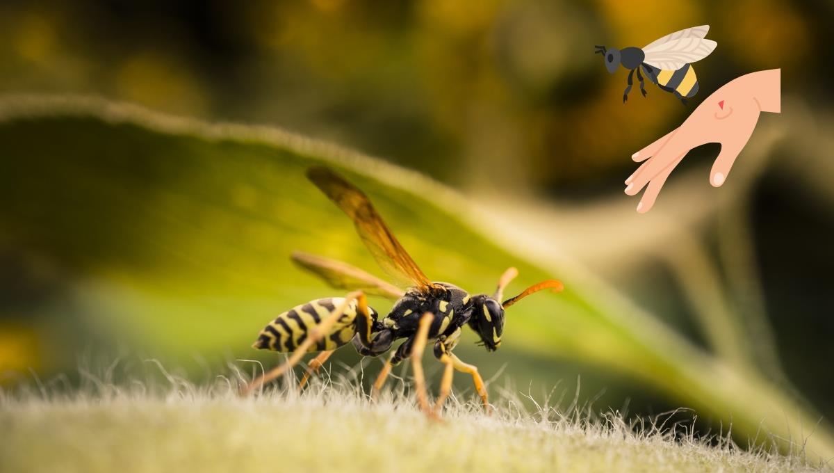 ¿Te picó una avispa? El paso a paso que debes realizar